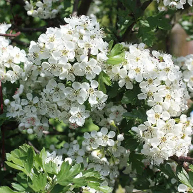 Crataegus monogyna-fleurs.webp