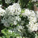 Crataegus monogyna-fleurs.webp