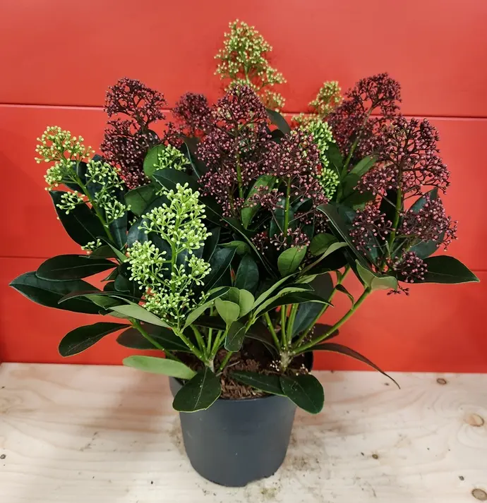 Skimmia japonica Rubella Bicolor -20251023_151643.webp