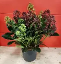 Skimmia japonica Rubella Bicolor -20251023_151643.webp
