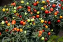 Capsicum Sombrero.webp