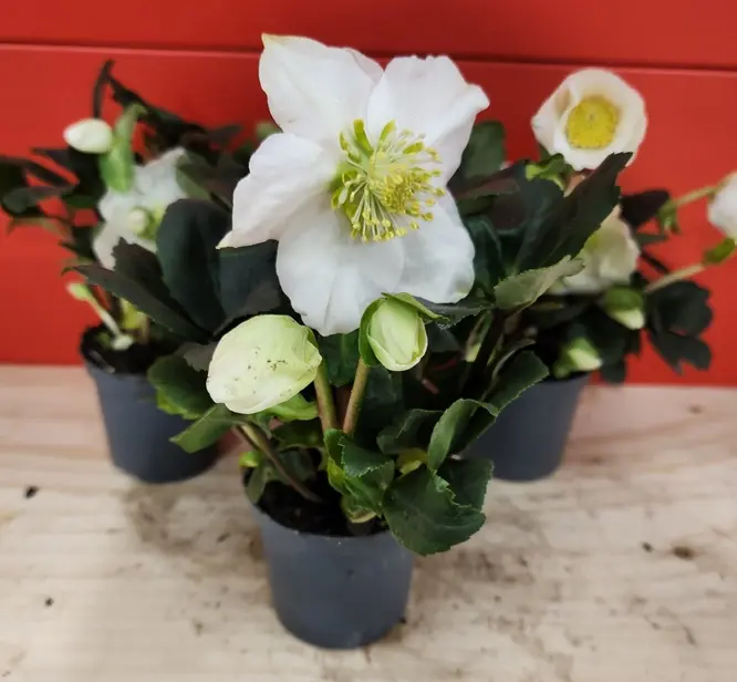 Helleborus niger Christmas Carol Pot P7-20251023_162224.webp