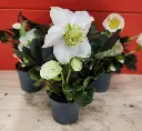 Helleborus niger Christmas Carol Pot P7-20251023_162224.webp