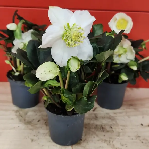 Helleborus niger Christmas Carol Pot P7-20251023_162217.webp