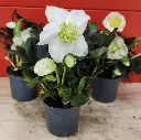Helleborus niger Christmas Carol Pot P7-20251023_162217.webp