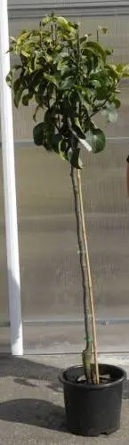 Nashi Shinseiki Demi Tige-1.webp