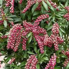 Pieris japonica Passion.webp