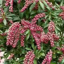 Pieris japonica Passion.webp