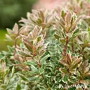 pieris-japonica-little-frosty- (1).webp