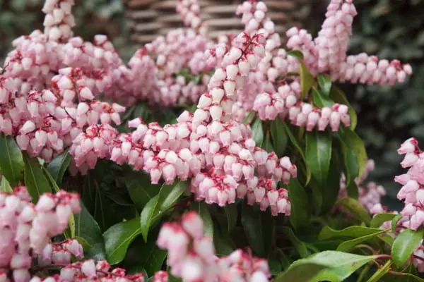 Pieris japonica Pink Passion-2.webp