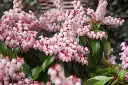Pieris japonica Pink Passion-2.webp