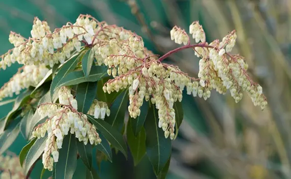 pieris taiwanensis-AdobeStock_419708481.webp
