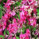Lespedeza thunbergii-2.webp