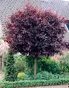 Prunus cerasifera Trailblazer-dt.webp