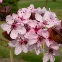 Prunus cerasifera Trailblazer-fleurs.webp