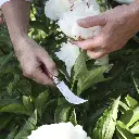 serpette-greffoir-nr-08 (1).webp