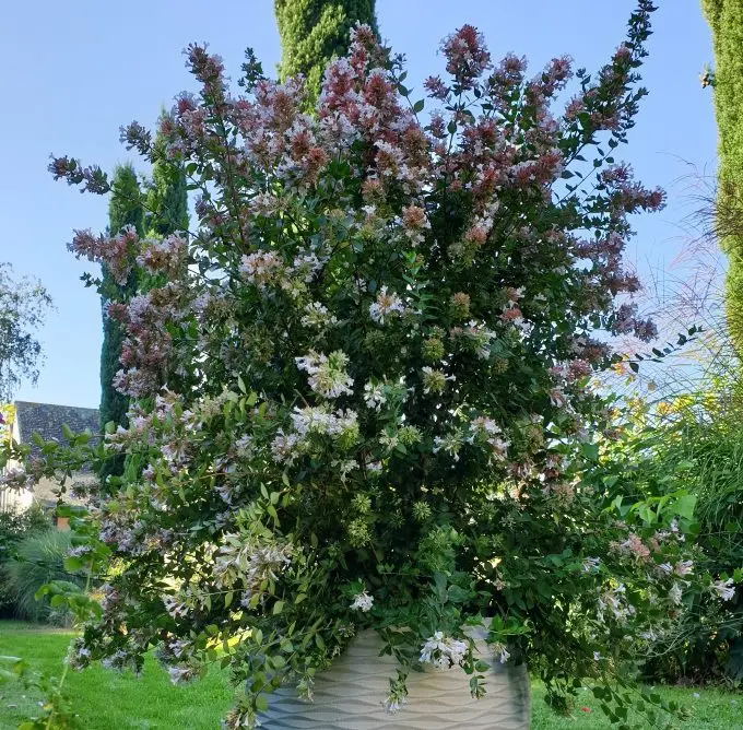 ABELIA chinensis AUTUMN FESTIVAL (R).webp