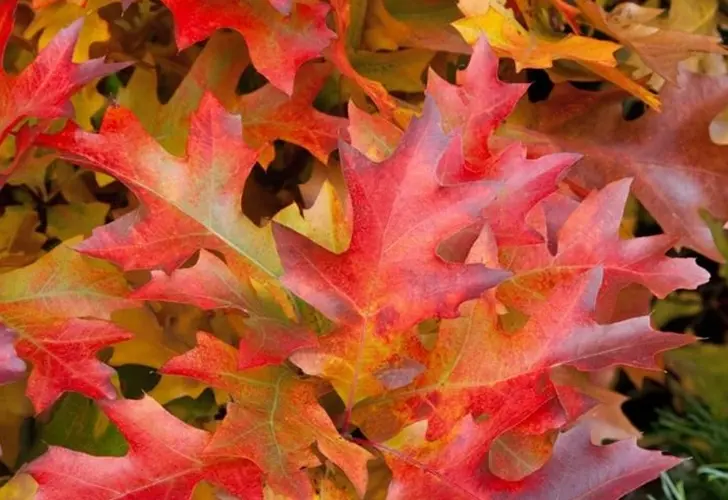 Quercus palustris Green Dwarf-2.webp