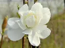 Magnolia loebneri Wildcat.webp