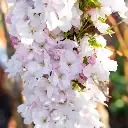 Prunus serrulata Amanogawa-fleurs.webp