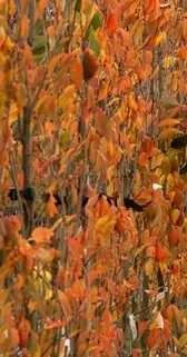 Prunus serrulata Amanogawa-automne.webp