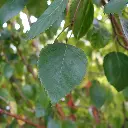 Betula utilis Doorenbos-feuilles.webp