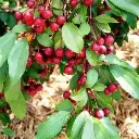 Malus Fontana-2.webp