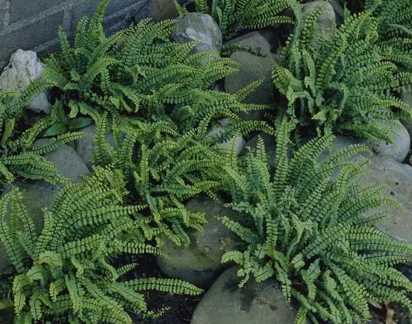 Asplenium trichomanes.webp