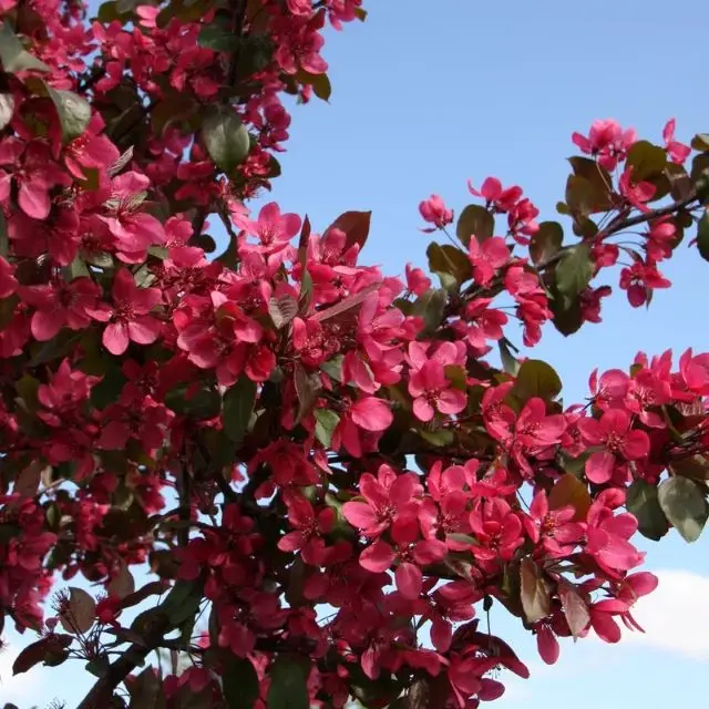 Malus Veitch S Scarlet-fleur.webp