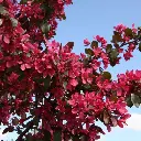 Malus Veitch S Scarlet-fleur.webp