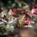 Malus Veitch S Scarlet -feuill.webp