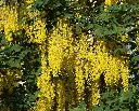 Laburnum anagyroides-AdobeStock_838446985.webp