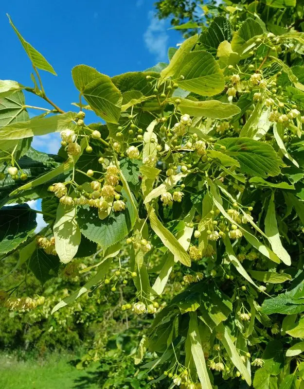 Tilia americana American Sentry -3.webp