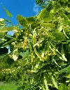 Tilia americana American Sentry -3.webp