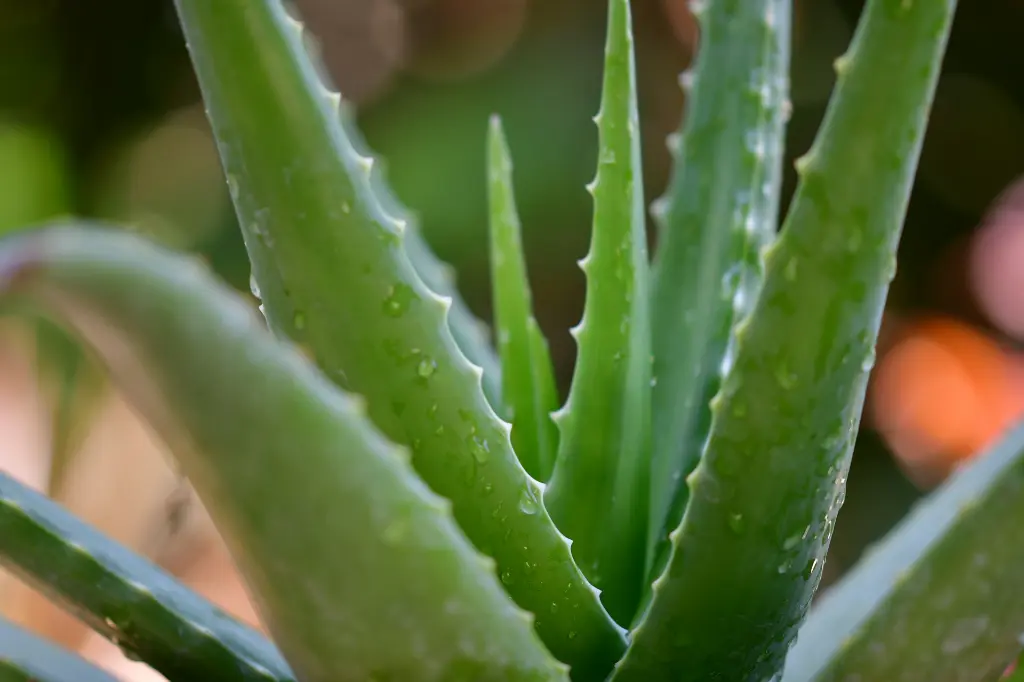 unsplash_N29JXkNO1xI_aloe.jpg.webp
