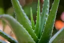 unsplash_N29JXkNO1xI_aloe.jpg.webp