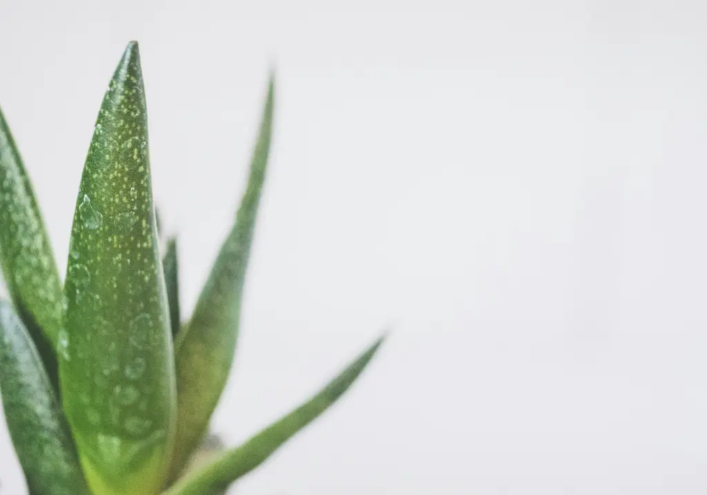 unsplash_ugNtbqMlGA0_aloe.webp