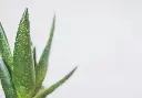 unsplash_ugNtbqMlGA0_aloe.webp