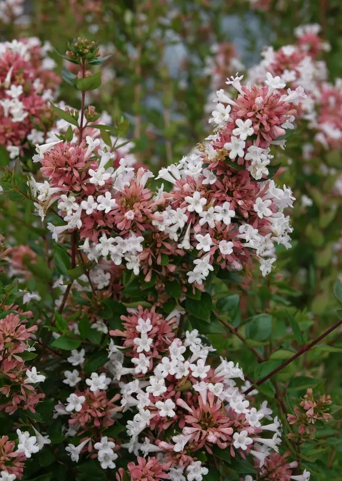 Abelia sinensis AUTUMN FESTIVAL-2.webp