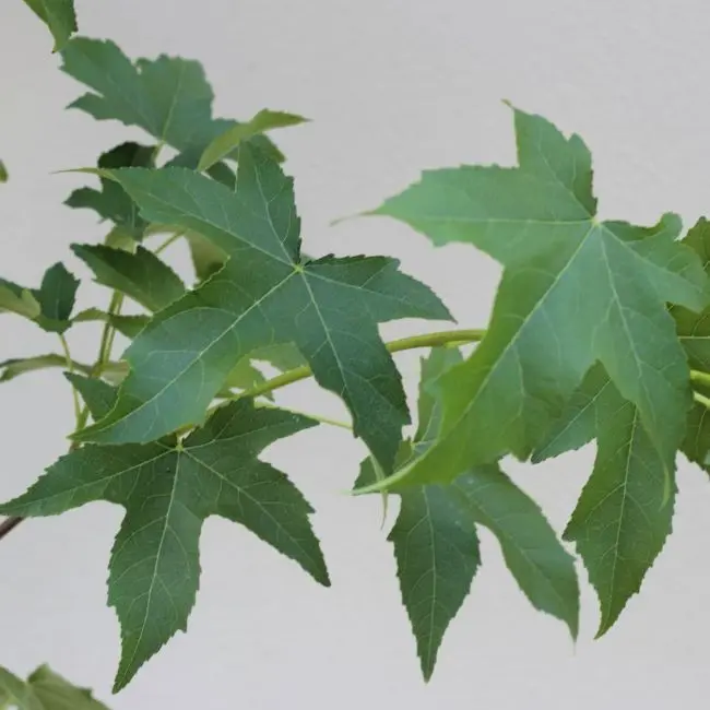 Liquidambar styraciflua Lane Roberts-feuil-vertes.webp