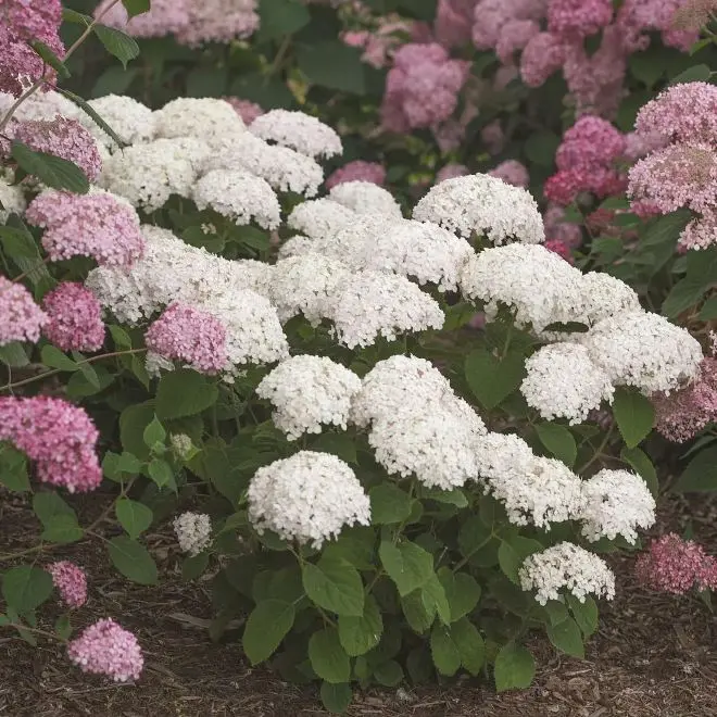 Hydrangea arborescens Bellaragazza Blanchetta-2.webp