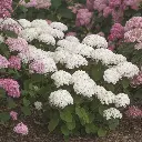Hydrangea arborescens Bellaragazza Blanchetta-2.webp