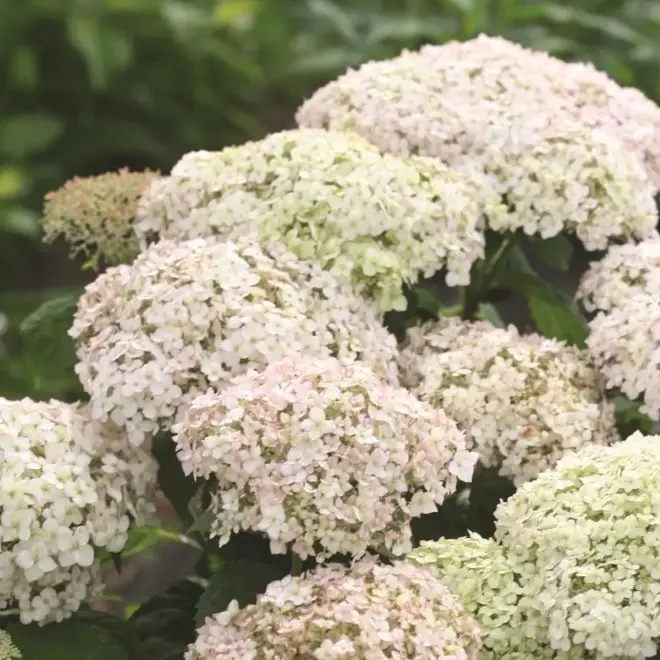Hydrangea arborescens Bellaragazza Blanchetta.webp