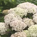 Hydrangea arborescens Bellaragazza Blanchetta.webp