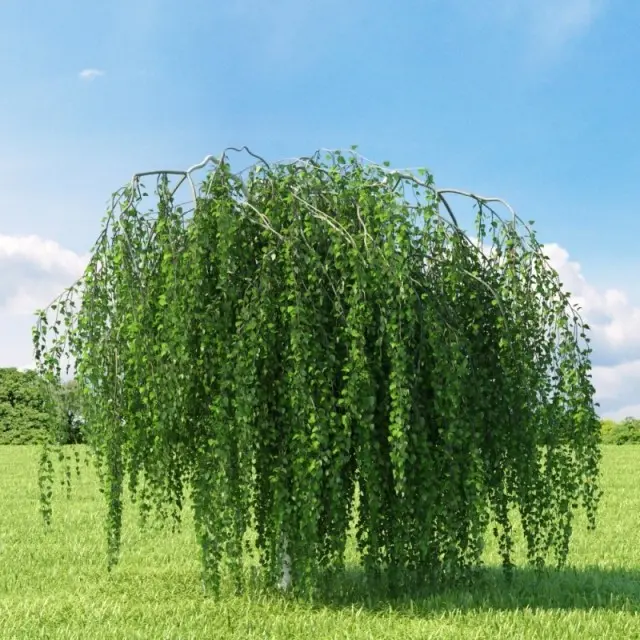 Betula Pendula Youngii 1.webp