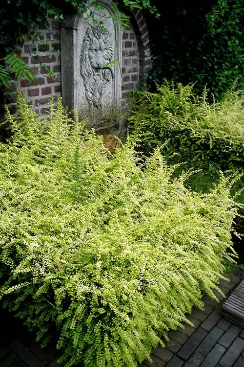 Lonicera nitida Baggescens Gold -1.webp