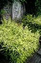 Lonicera nitida Baggescens Gold -1.webp
