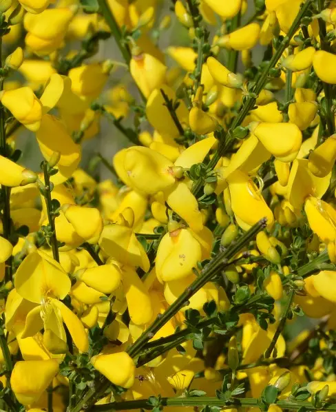Cytisus praecox All Gold-2.webp