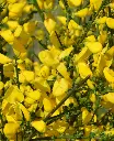 Cytisus praecox All Gold-2.webp