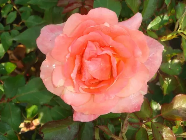 Rosier Sweet Fragance-2.webp